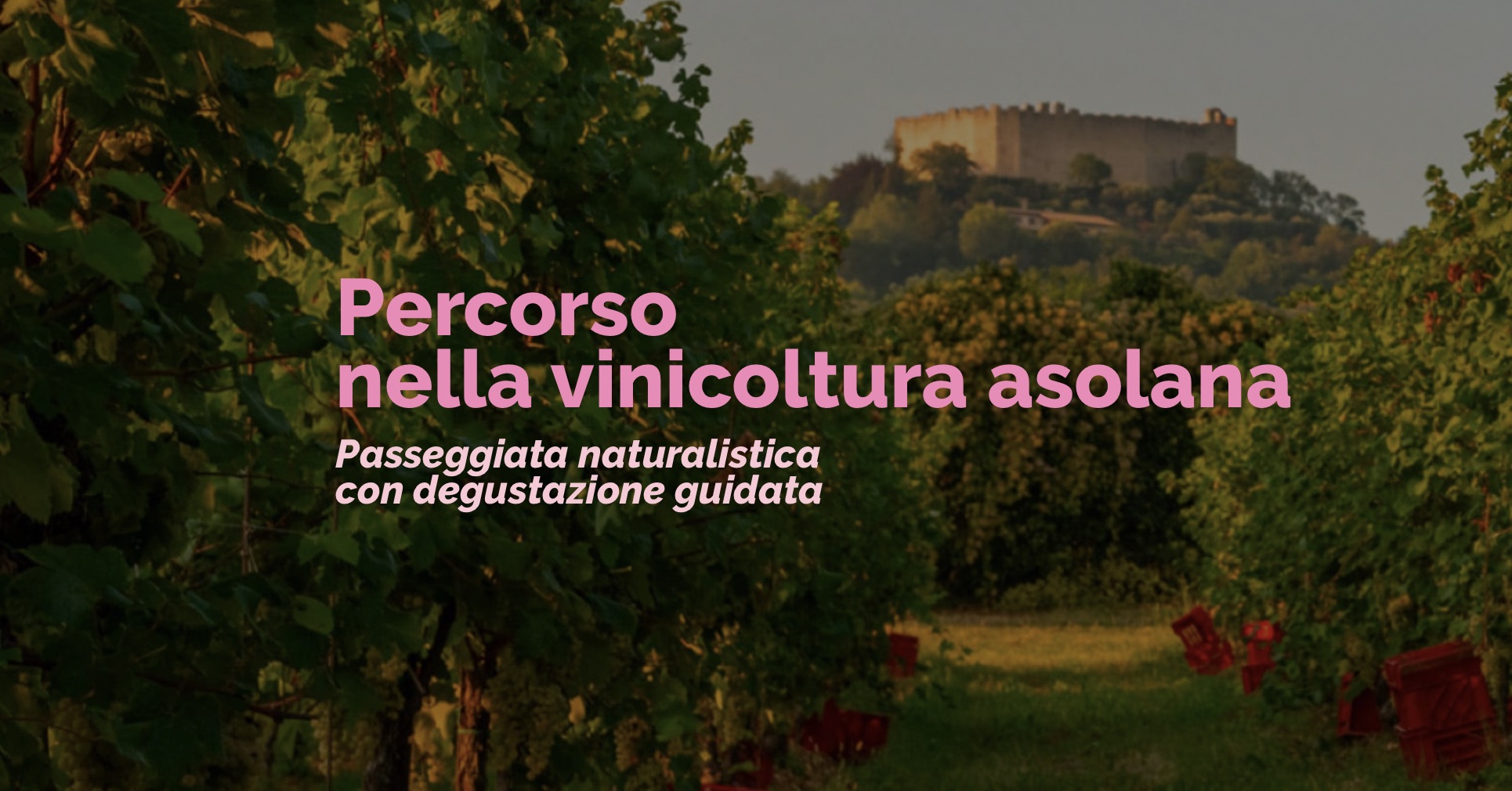 Vinicoltura_asolana_maggio_2025