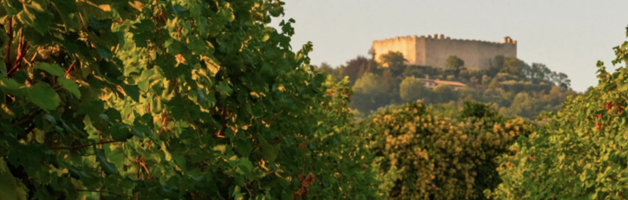 vinicoltura